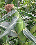 Насіння солодкого ( цукрових ) кукурудзи Турбін F1, насіння 5000, фото 5