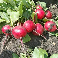 Насіння редису Донар F1 (10 000 сем.) Syngenta