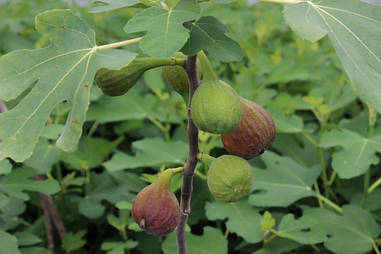 Інжир 2 річний, Інжир, Ficus carica