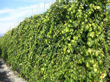 Плющ колхідський Sulphur Heart 2 річний, Плющ колхидський Сулфур Харт, Hedera colchica Sulphur Heart