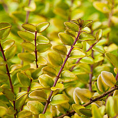 Жимолость блискуча Baggesen's Gold 2 річна, Жимолость Багесенс голд, Lonicera nitida 'Baggesen's Gold', фото 4
