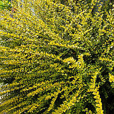 Жимолость блискуча Baggesen's Gold 2 річна, Жимолость Багесенс голд, Lonicera nitida 'Baggesen's Gold', фото 5