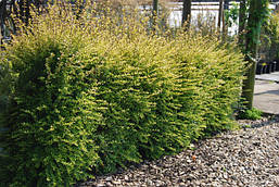 Жимолость блискуча Baggesen's Gold 2 річна, Жимолость Багесенс голд, Lonicera nitida 'Baggesen's Gold', фото 6
