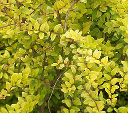 Жимолость блискуча Baggesen's Gold 2 річна, Жимолость Багесенс голд, Lonicera nitida 'Baggesen's Gold', фото 3