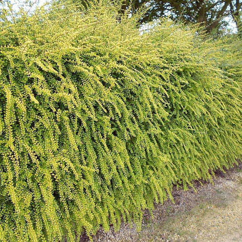 Жимолость блискуча Baggesen's Gold 2 річна, Жимолость Багесенс голд, Lonicera nitida 'Baggesen's Gold', фото 1