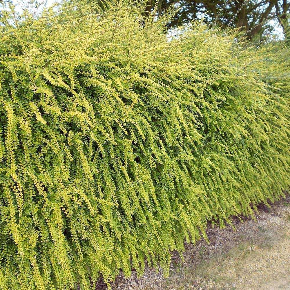Жимолость блискуча Baggesen's Gold 2 річна, Жимолость Багесенс голд, Lonicera nitida 'Baggesen's Gold'