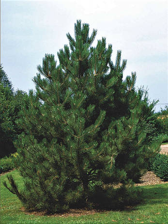 Сосна чорна Аustriaca 3 річна, Сосна черная Австрийская, Pinus nigra var. austriaca, фото 1