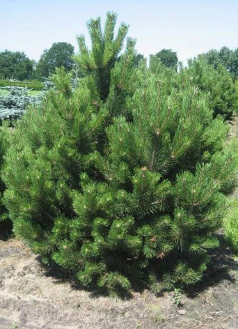 Сосна чорна Аustriaca 3 річна, Сосна черная Австрийская, Pinus nigra var. austriaca, фото 3