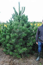 Сосна чорна Аustriaca 3 річна, Сосна черная Австрийская, Pinus nigra var. austriaca, фото 4