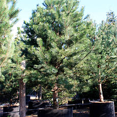Сосна чорна Аustriaca 3 річна, Сосна черная Австрийская, Pinus nigra var. austriaca, фото 5