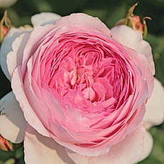 Троянда  Олександра Принцес Де Люксембург (Alexandra Princesse de Luxembourg) Шраб, фото 3