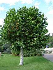 Платан кленолистий / лондонський 2 річний, Платан клёнолистный, Platanus x acerifolia, фото 5
