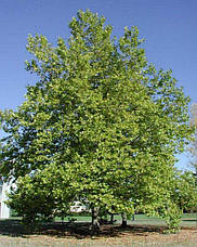 Платан кленолистий / лондонський 2 річний, Платан клёнолистный, Platanus x acerifolia, фото 6