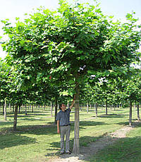 Платан кленолистий / лондонський 2 річний, Платан клёнолистный, Platanus x acerifolia, фото 4