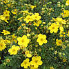 Лапчатка кущова Goldfinger 3 річна, Лапчатка кущова Голдфінгер, Potentilla fruticosa Goldfinger, фото 6