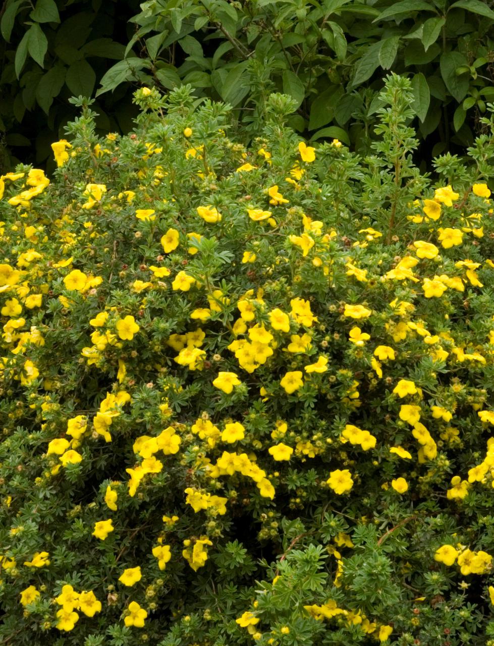Лапчатка кущова Goldfinger 3 річна, Лапчатка кущова Голдфінгер, Potentilla fruticosa Goldfinger