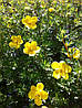 Лапчатка кущова Goldfinger 3 річна, Лапчатка кущова Голдфінгер, Potentilla fruticosa Goldfinger, фото 7