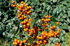 Піраканта Golden Charmer 3 річна, Піраканта Голден Чармер , Pyracantha coccinea Golden Charmer, фото 2