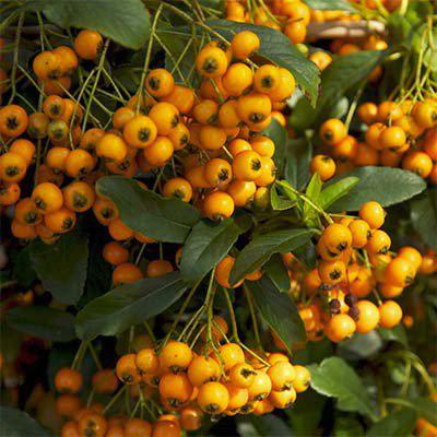 Піраканта Golden Charmer 3 річна, Піраканта Голден Чармер , Pyracantha coccinea Golden Charmer