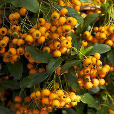 Піраканта Golden Charmer 2 річна, Піраканта Голден Чармер, Pyracantha coccinea Golden Charmer, фото 1