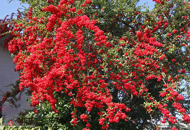 Піраканта Mohave 3 річна, Пираканта Могави, Pyracantha coccinea Mohave