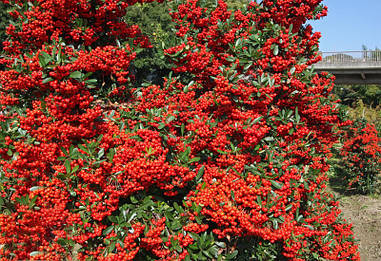 Піраканта Mohave 2 річна, Піраканта Могави, Pyracantha coccinea Mohave