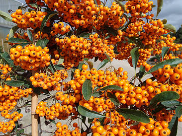 Піраканта Orange Charmer, 3 річна, Піраканта Оранж Чармер , Pyracantha coccinea Orange Charmer