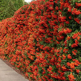 Піраканта Red Column 2 річна, Піраканта Ред колумн, Pyracantha coccinea Red Column