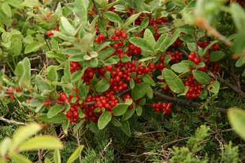 Шефердія канадська 3 річна, шефердия канадська, Shepherdia canadensis, фото 2