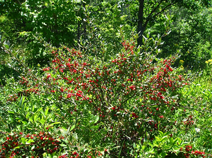 Шефердія канадська 3 річна, шефердия канадська, Shepherdia canadensis, фото 3