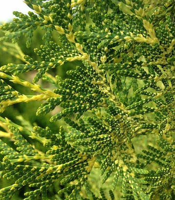 Туя західна Perk Vlaanderen 3 річна, Туя західна Перк Вландерен, Thuja occidentalis Perk Vlaanderen, фото 1