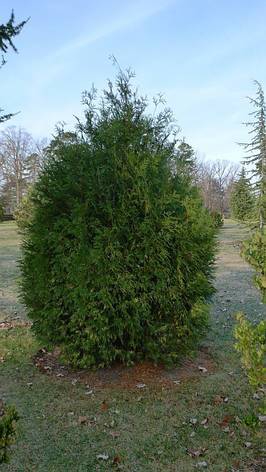 Туя західна Perk Vlaanderen 3 річна, Туя західна Перк Вландерен, Thuja occidentalis Perk Vlaanderen, фото 4