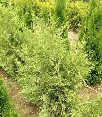 Туя західна Perk Vlaanderen 3 річна, Туя західна Перк Вландерен, Thuja occidentalis Perk Vlaanderen, фото 3