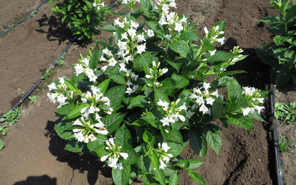 Секс видео безп