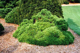 Туя західна Umbraculifera 4 річна, Туя західна Амбракулифера , Thuja occidentalis Umbraculifera, фото 3