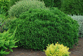 Туя західна Umbraculifera 4 річна, Туя західна Амбракулифера , Thuja occidentalis Umbraculifera, фото 4