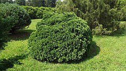 Туя західна Umbraculifera 4 річна, Туя західна Амбракулифера , Thuja occidentalis Umbraculifera, фото 5