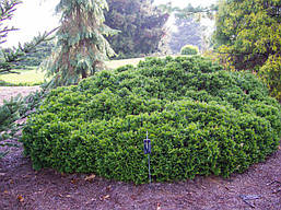 Туя західна Umbraculifera 4 річна, Туя західна Амбракулифера , Thuja occidentalis Umbraculifera, фото 6