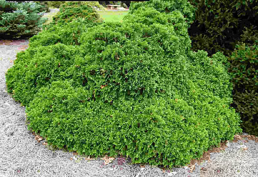 Туя західна Umbraculifera 4 річна, Туя західна Амбракулифера , Thuja occidentalis Umbraculifera, фото 1