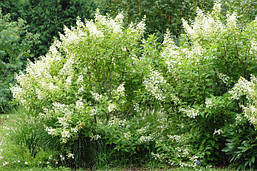 Гортензія морозостійка Kyushu 2 річна, Гортензія волотиста Киушу, Hydrangea paniculata Kyushu, фото 5