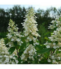 Гортензія морозостійка Kyushu 2 річна, Гортензія волотиста Киушу, Hydrangea paniculata Kyushu, фото 6