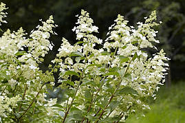 Гортензія морозостійка Kyushu 2 річна, Гортензія волотиста Киушу, Hydrangea paniculata Kyushu, фото 4