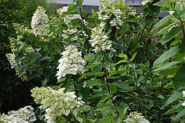 Гортензія морозостійка Kyushu 2 річна, Гортензія волотиста Киушу, Hydrangea paniculata Kyushu, фото 3
