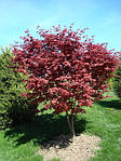 Клен пальмолистий, Клен японський, Acer palmatum, 350 см, фото 5