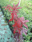 Клен пальмолистий, Клен японський, Acer palmatum, 350 см, фото 7