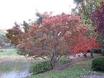Клен японський, Acer palmatum, 350 см, фото 9