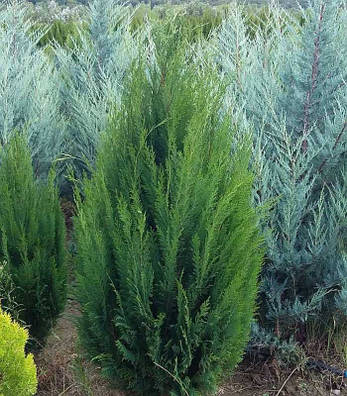 Кипарисовик Лавсона Erecta Viridis, 3 річний, Кипарисовик Лавсона Еректа Вивидис, Chamaecyparis Erecta Viridis, фото 1