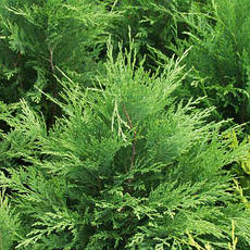 Кипарисовик Лавсона Erecta Viridis, 3 річний, Кипарисовик Лавсона Еректа Вивидис, Chamaecyparis Erecta Viridis, фото 5