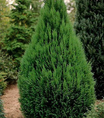 Кипарисовик Лавсона Erecta Viridis, 3 річний, Кипарисовик Лавсона Еректа Вивидис, Chamaecyparis Erecta Viridis, фото 3