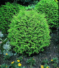 Кипарисовик Лавсона Globosa 3 річний, Кипарисовик Лавсона Глобоза, Chamaecyparis lawsoniana Globosa, фото 5